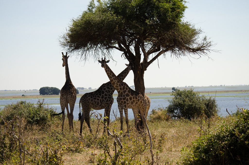 Kalahari | LAT.40