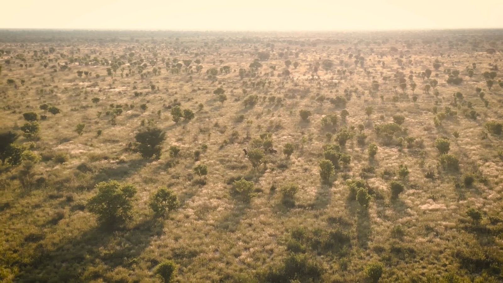 Kalahari | LAT.40