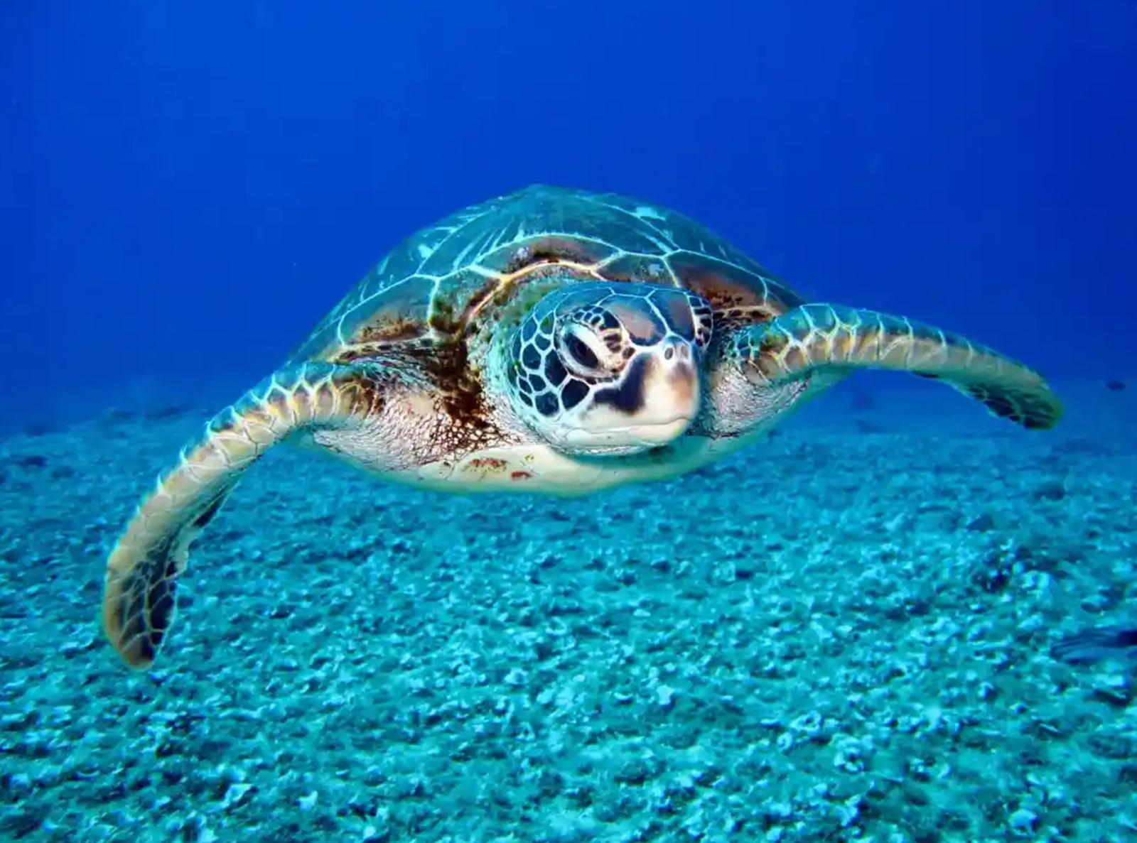 Koh Lipe | LAT.40