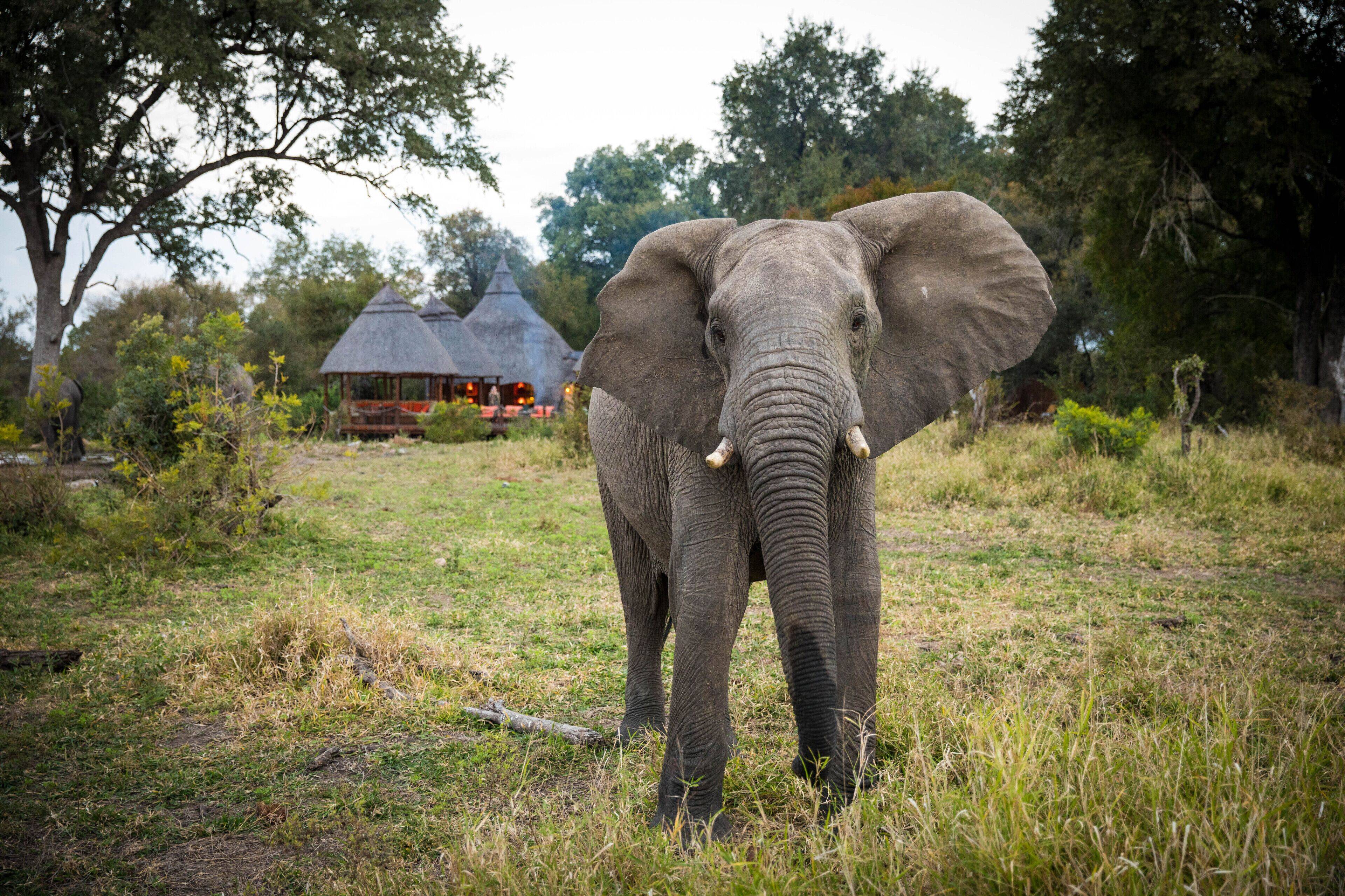 Hoyo Hoyo Safari Lodge en Kruger National Park