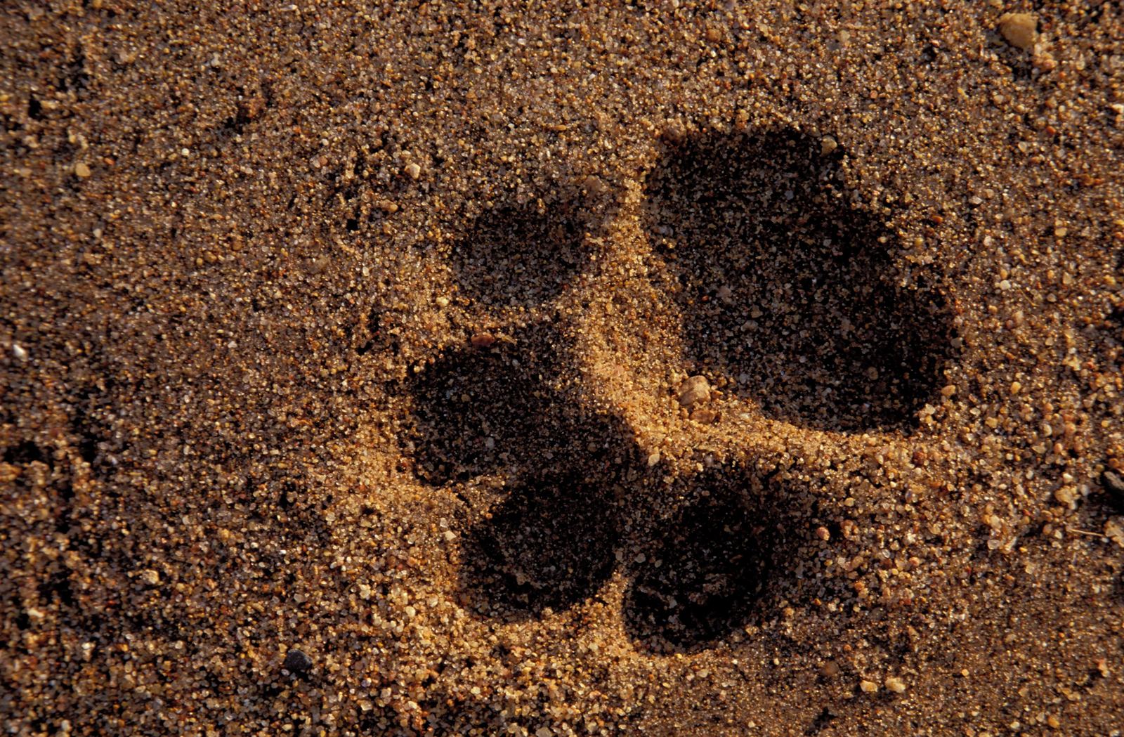 Rhino Walking Safaris en Kruger National Park