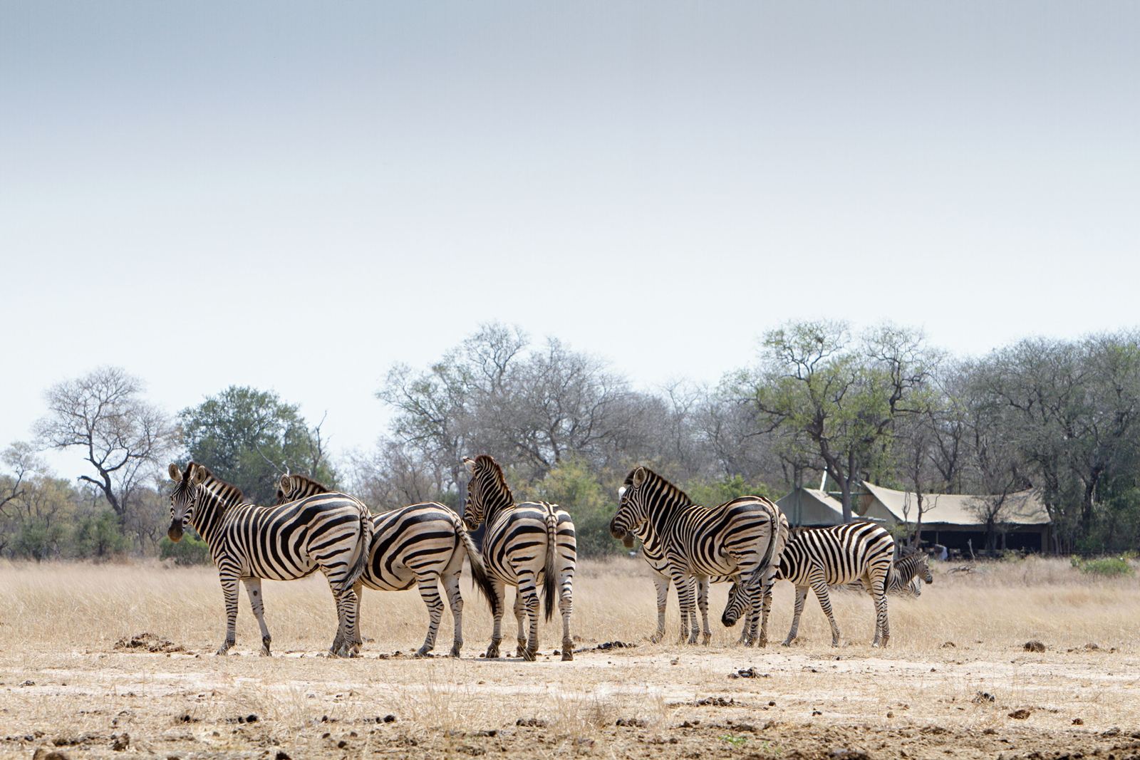 Rhino Walking Safaris en Kruger National Park