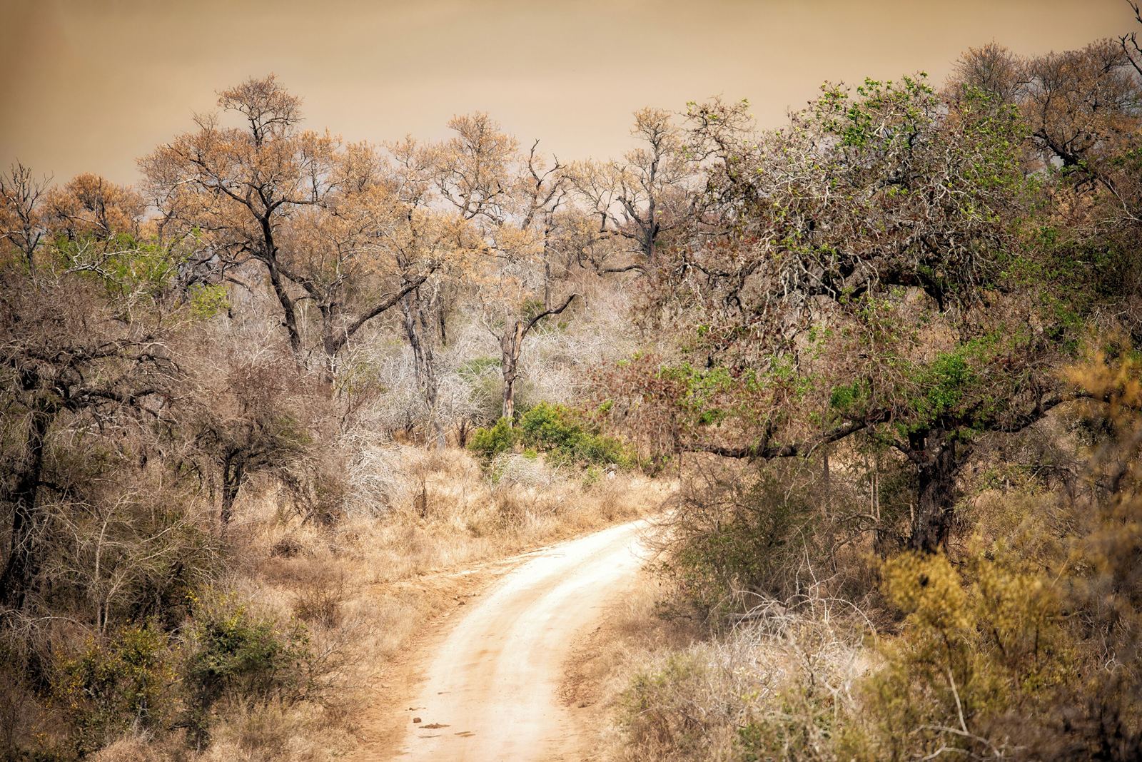 Rhino Walking Safaris en Kruger National Park