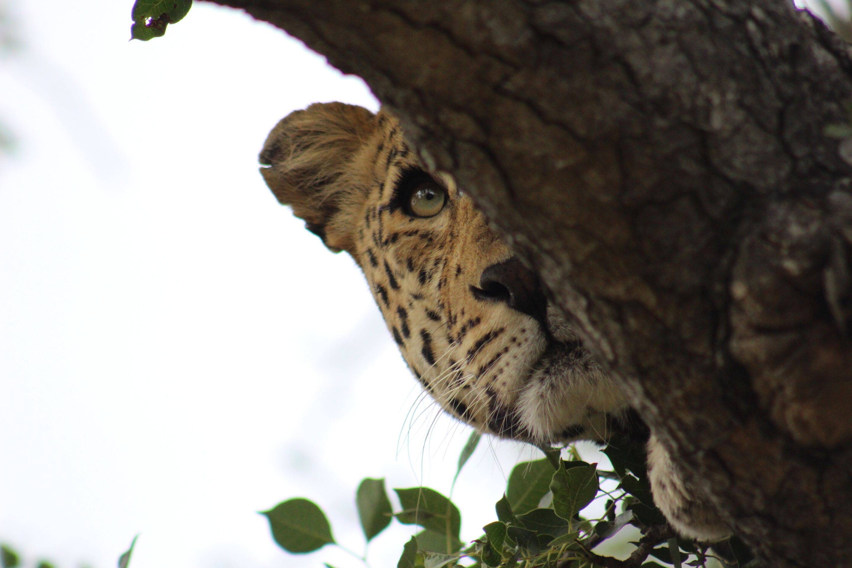 Shumbalala Game Lodge en Kruger National Park