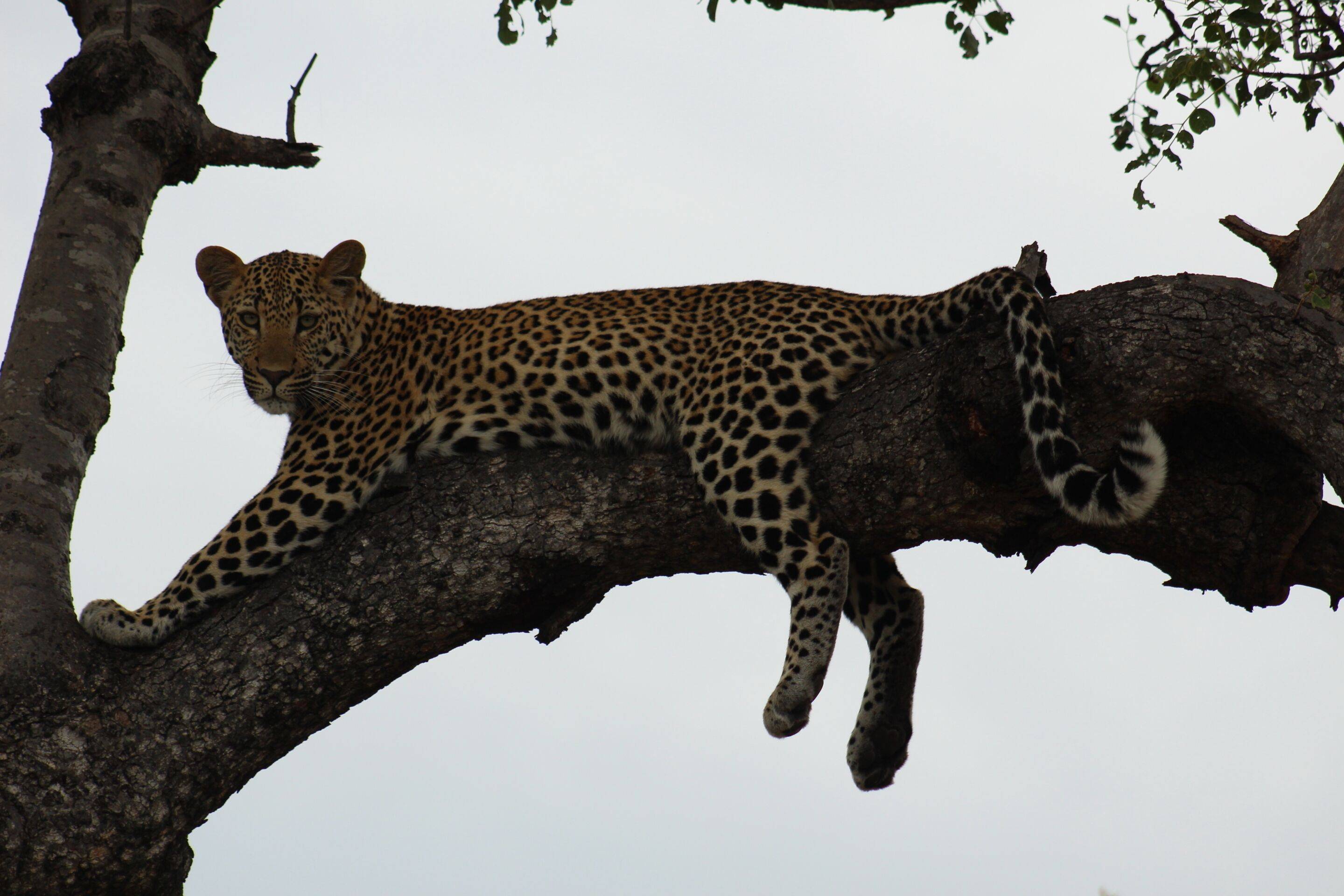 Shumbalala Game Lodge en Kruger National Park