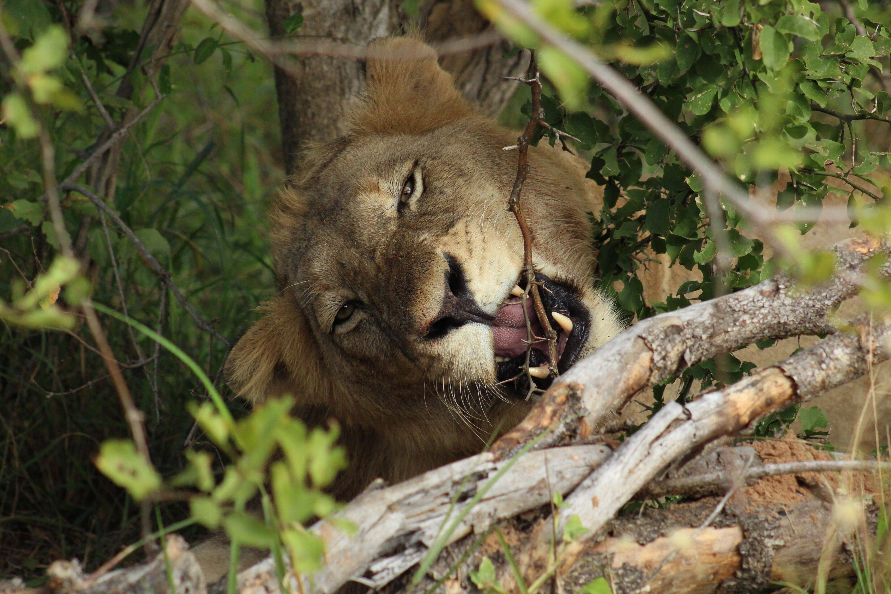 Shumbalala Game Lodge en Kruger National Park