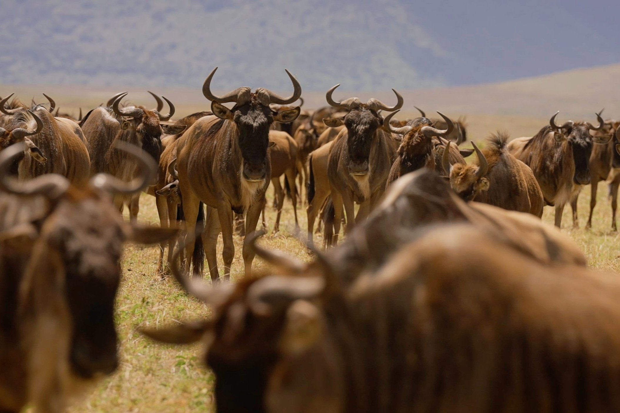 LABA Ngorongoro Lodge en Ngorongoro