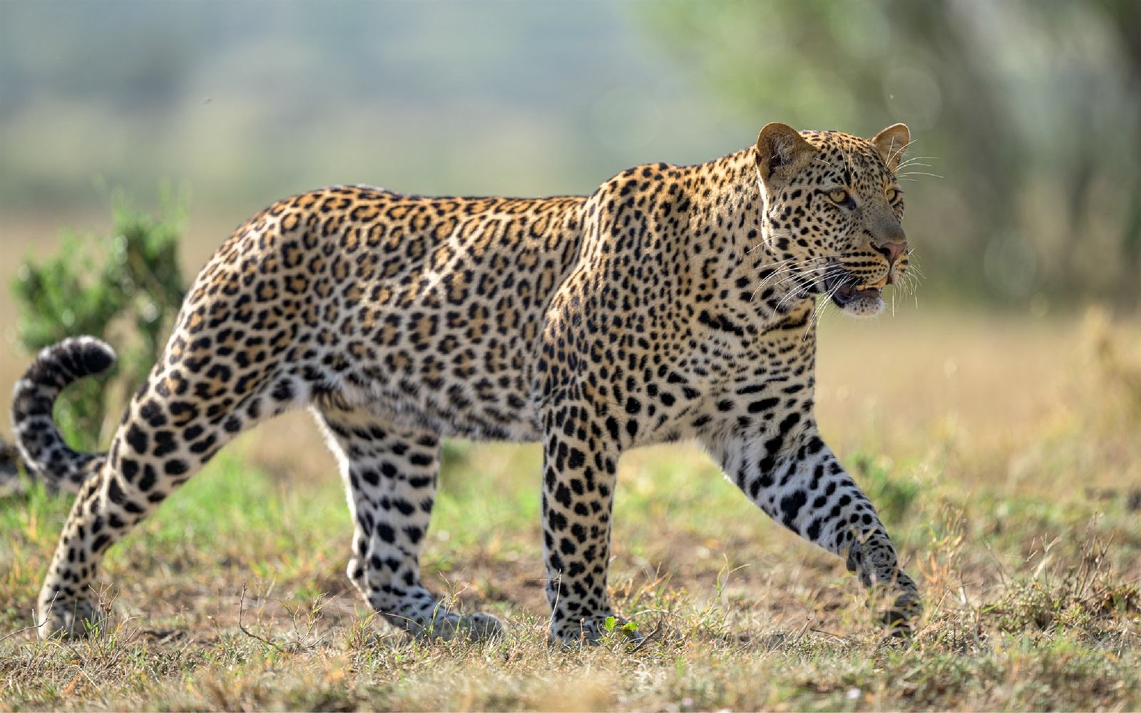 Lerai Safari Camp en Masai Mara