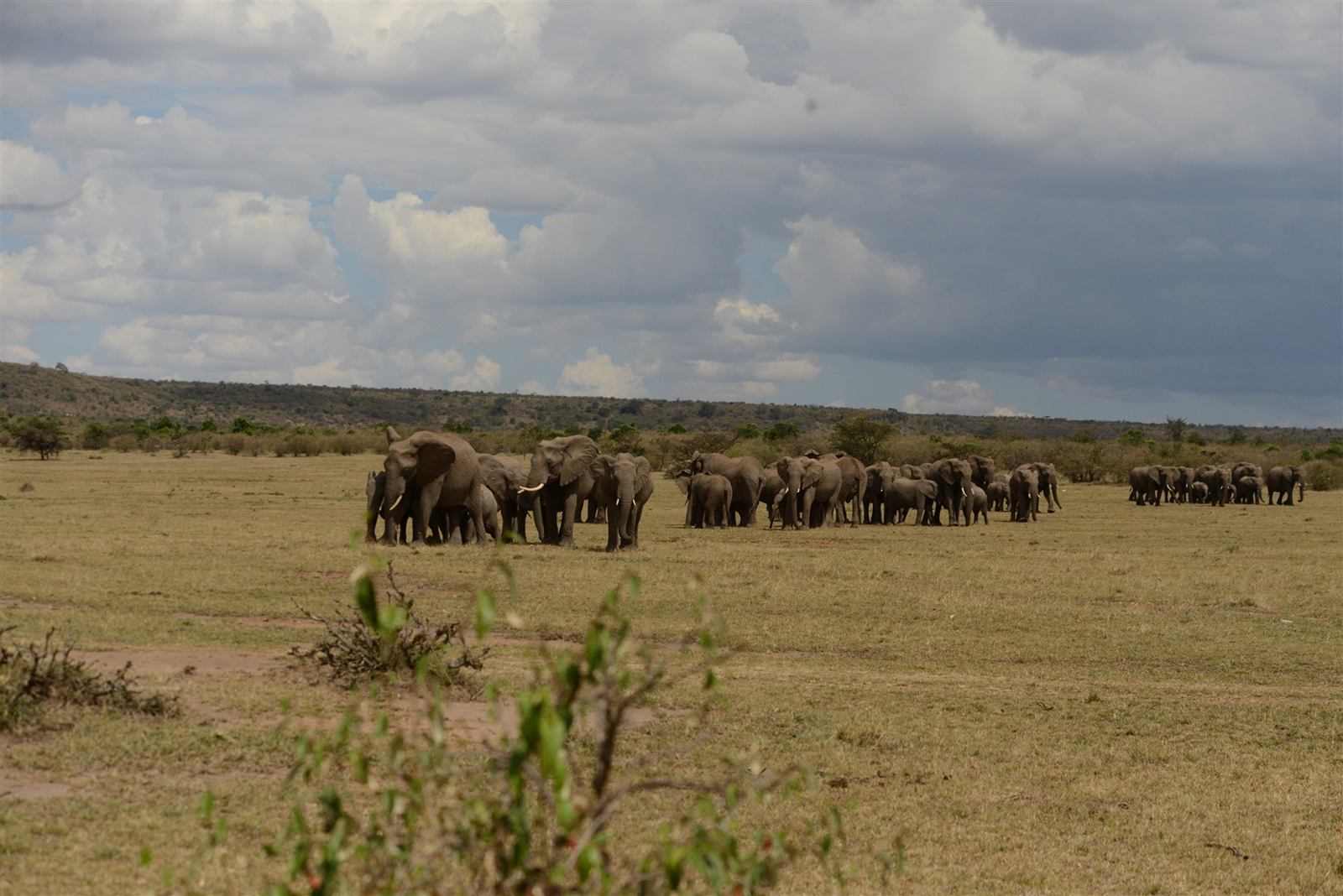 Lerai Safari Camp en Masai Mara