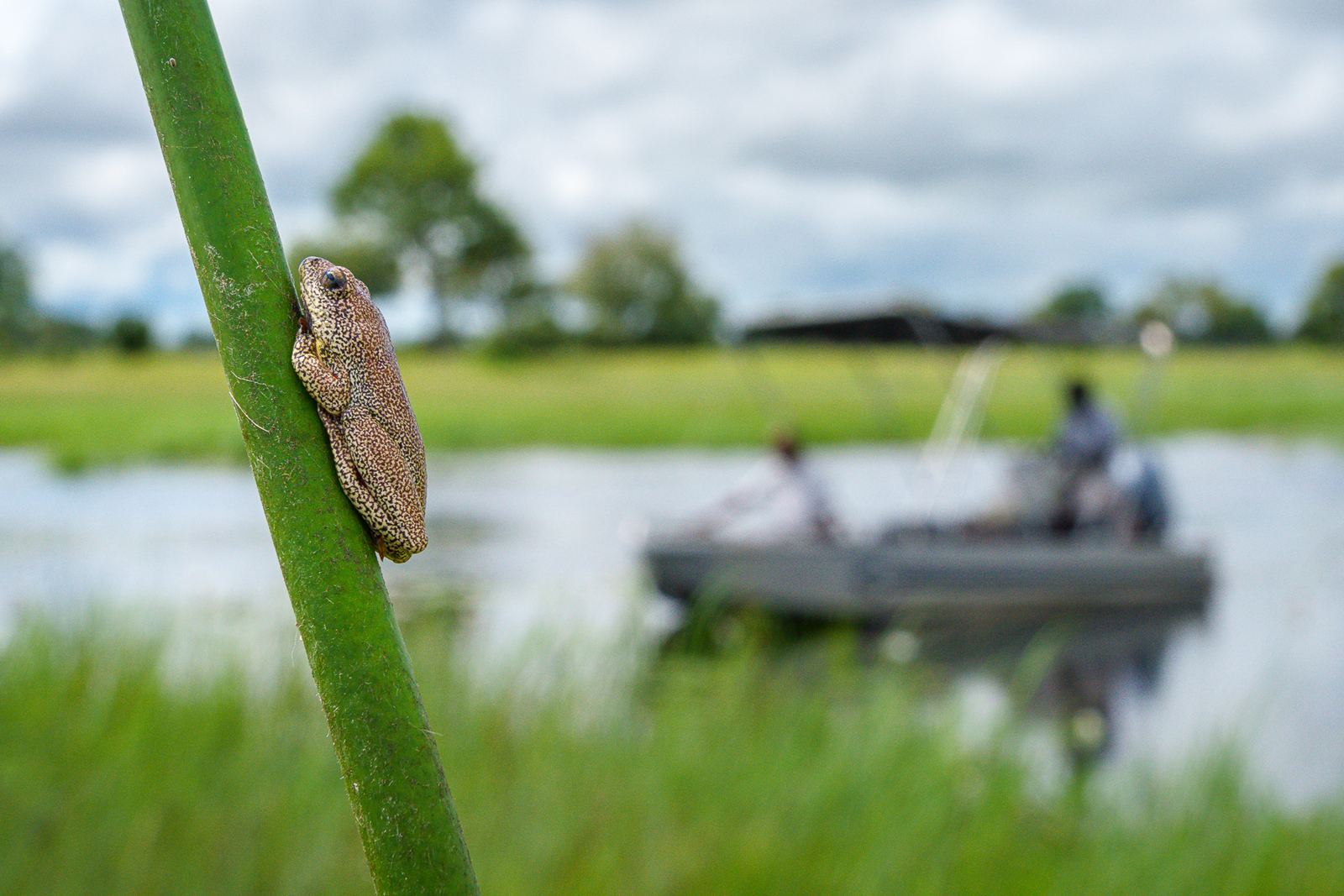 Karangoma en Delta Okavango