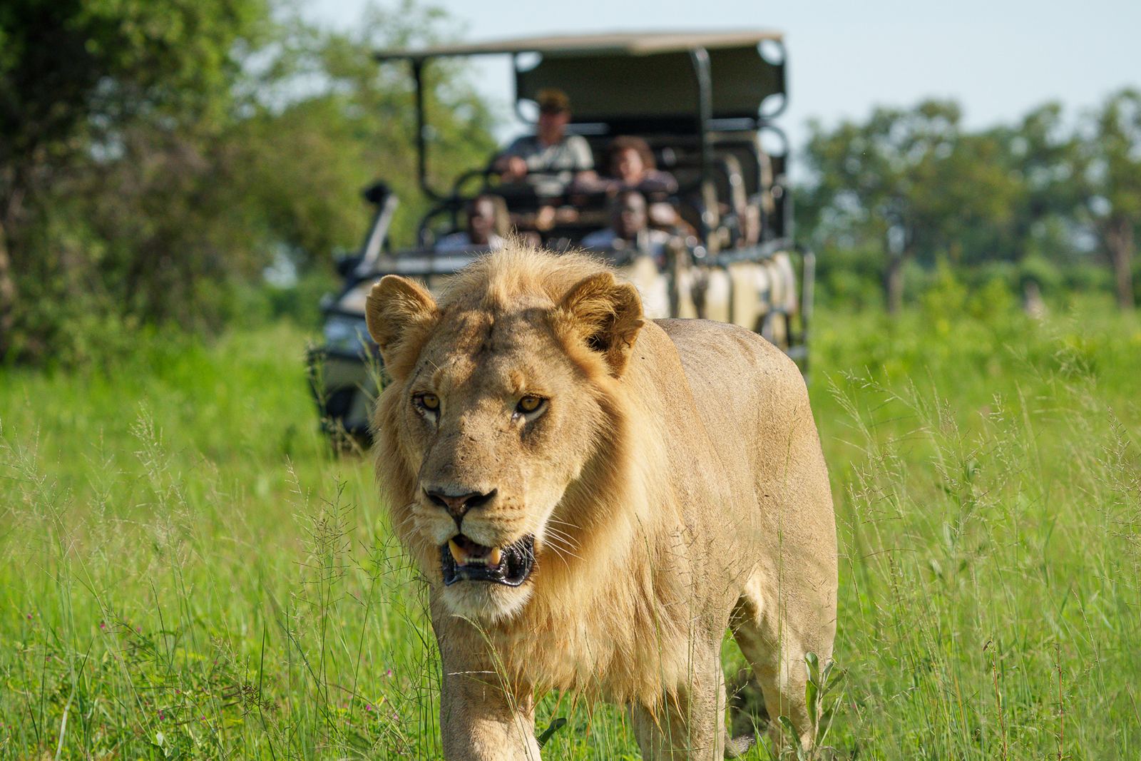 Karangoma en Delta Okavango