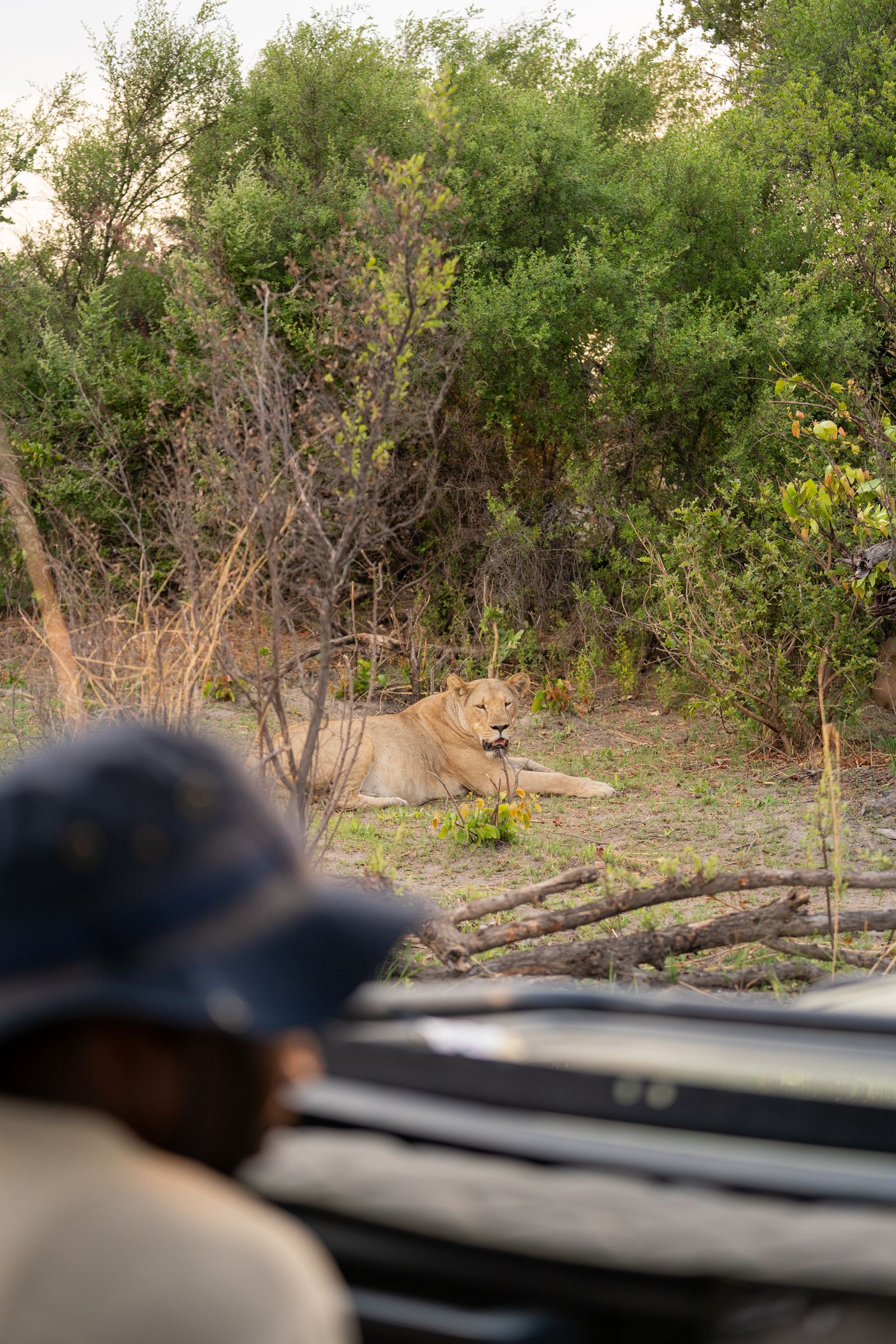 Karangoma en Delta Okavango