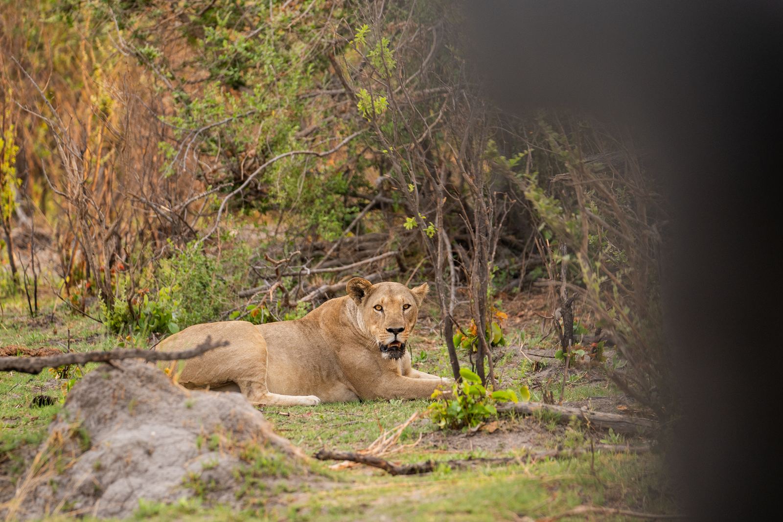 Karangoma en Delta Okavango