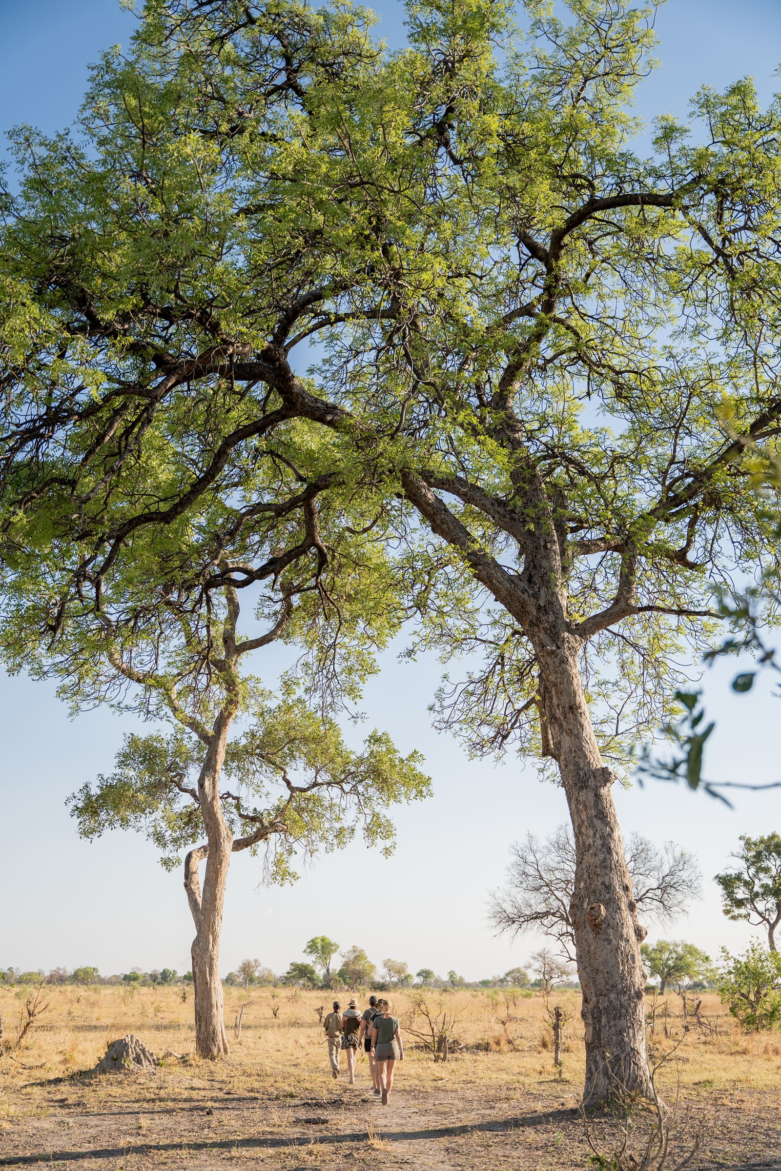 Karangoma en Delta Okavango
