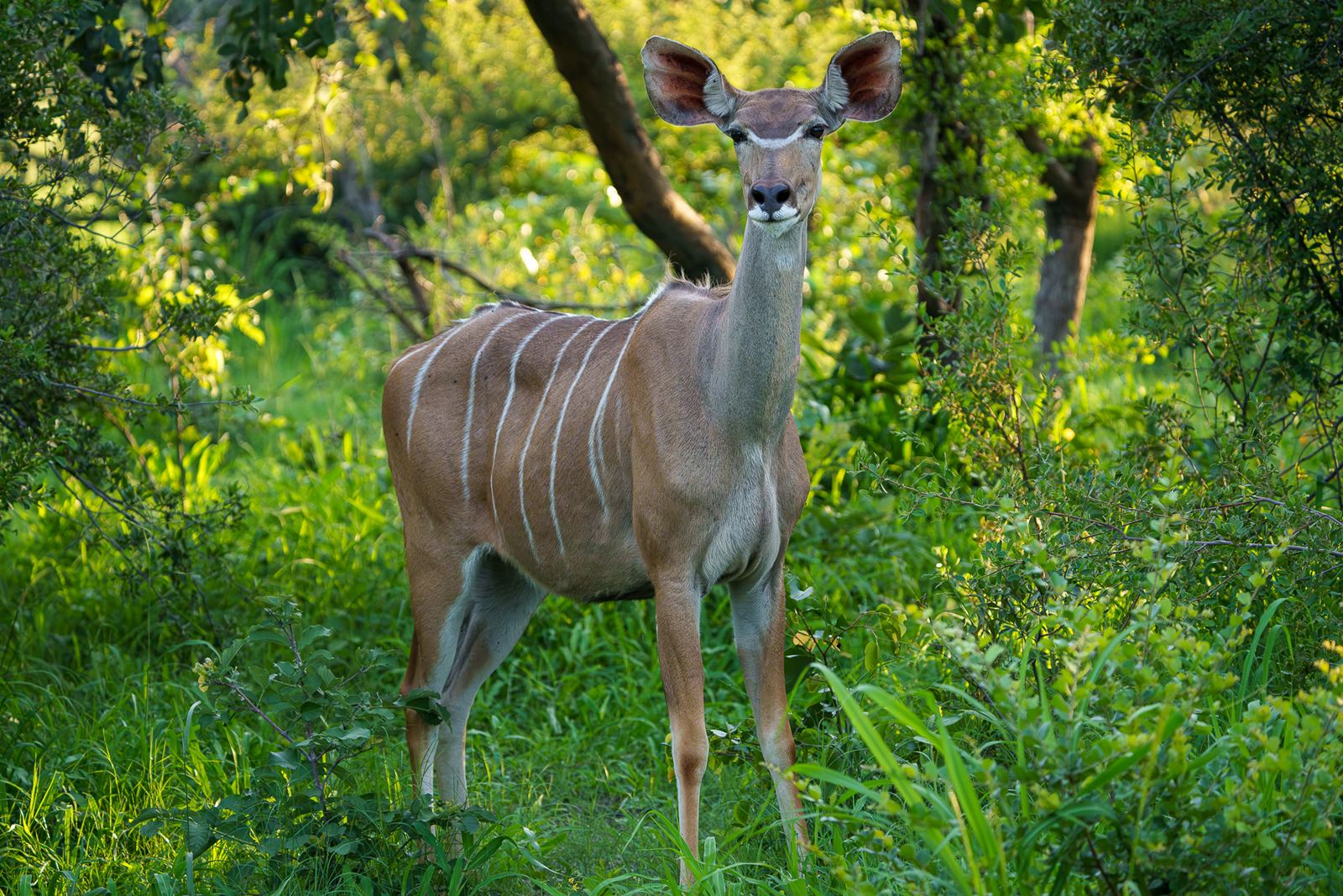Karangoma en Delta Okavango