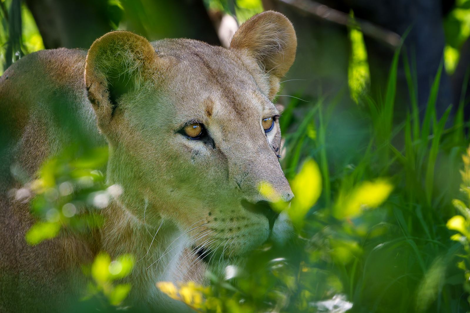 Karangoma en Delta Okavango