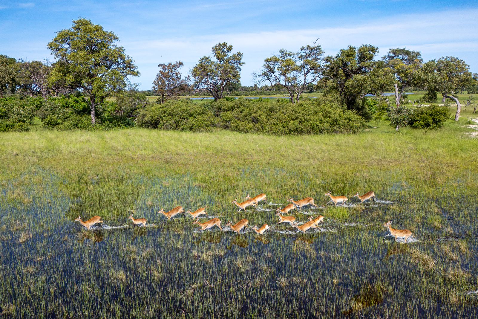 Karangoma en Delta Okavango