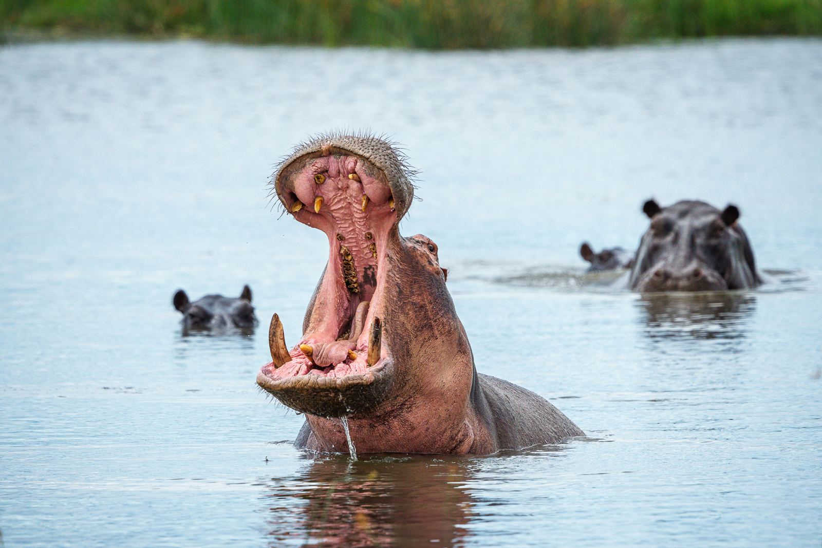 Karangoma en Delta Okavango