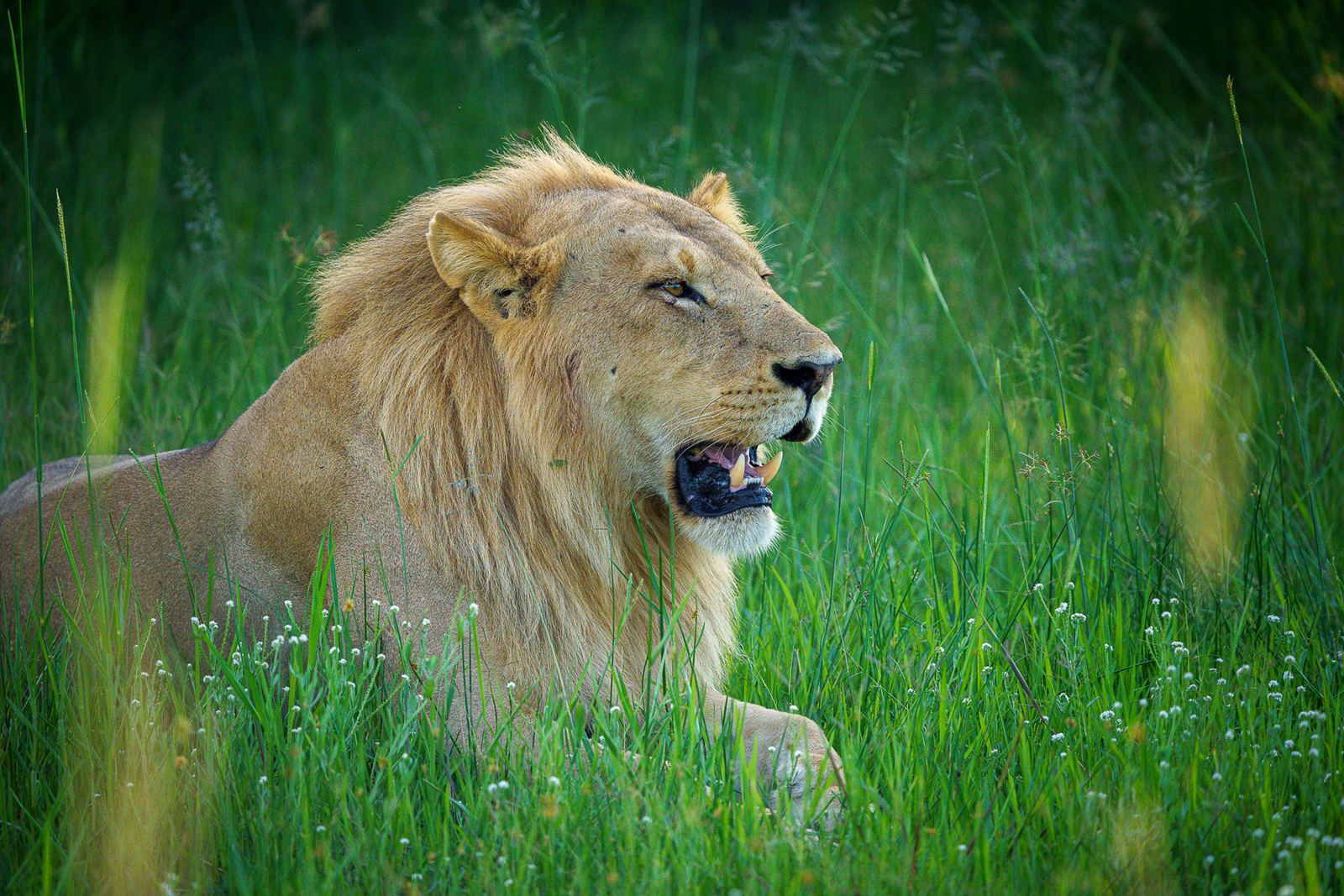 Karangoma en Delta Okavango