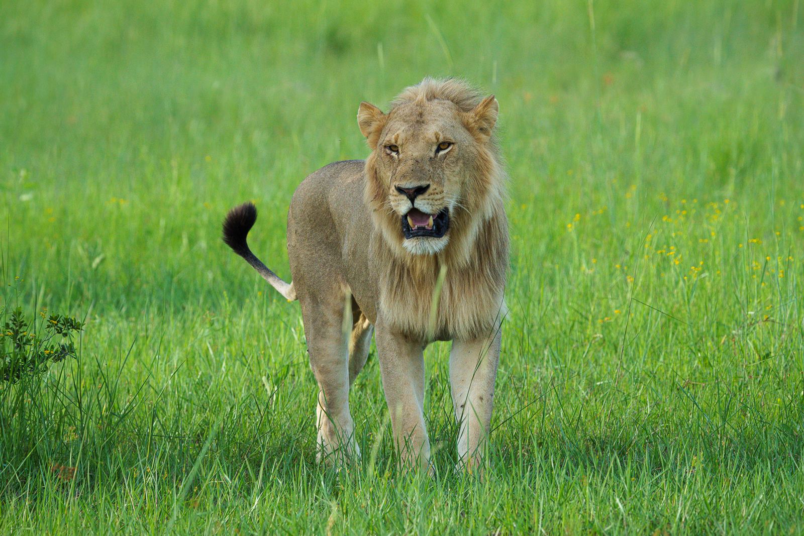 Karangoma en Delta Okavango