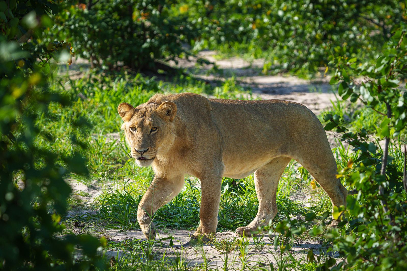 Karangoma en Delta Okavango