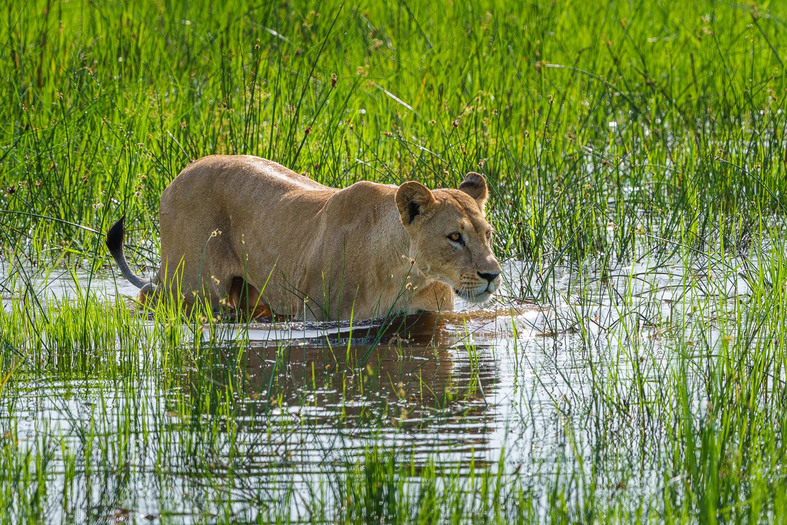 Karangoma en Delta Okavango