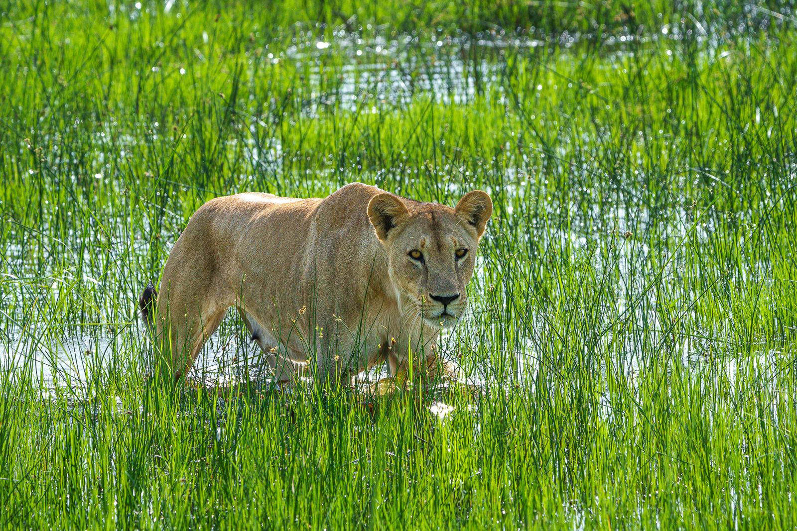 Karangoma en Delta Okavango