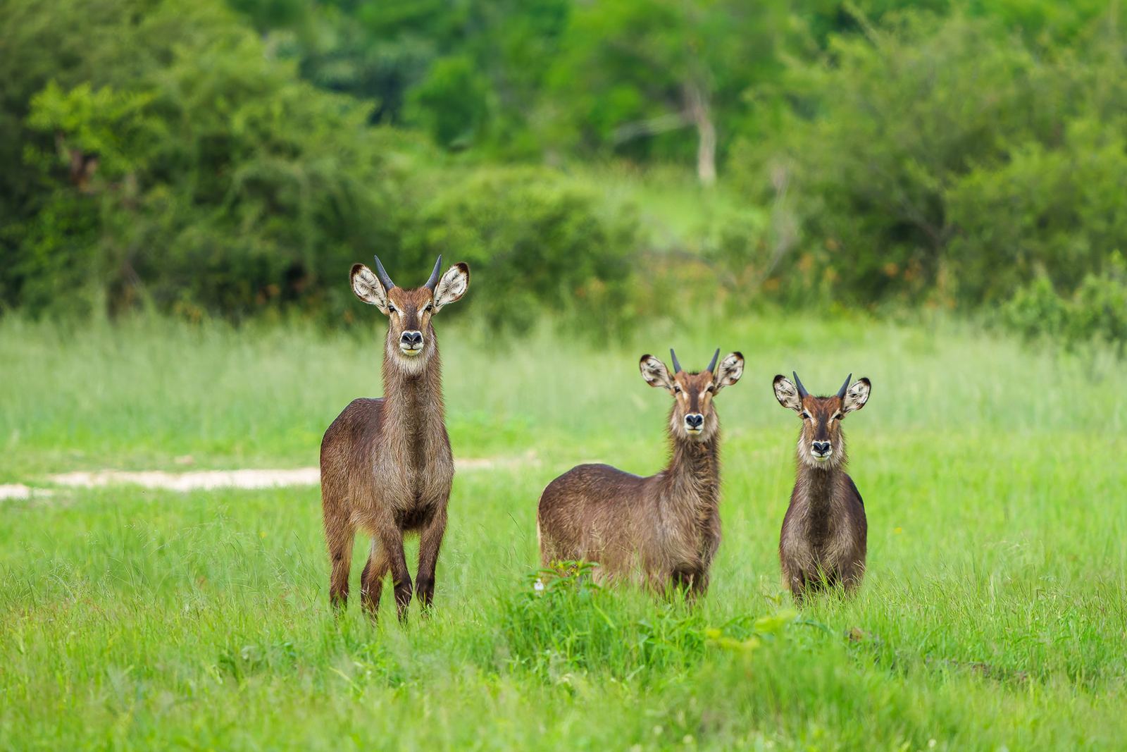 Karangoma en Delta Okavango