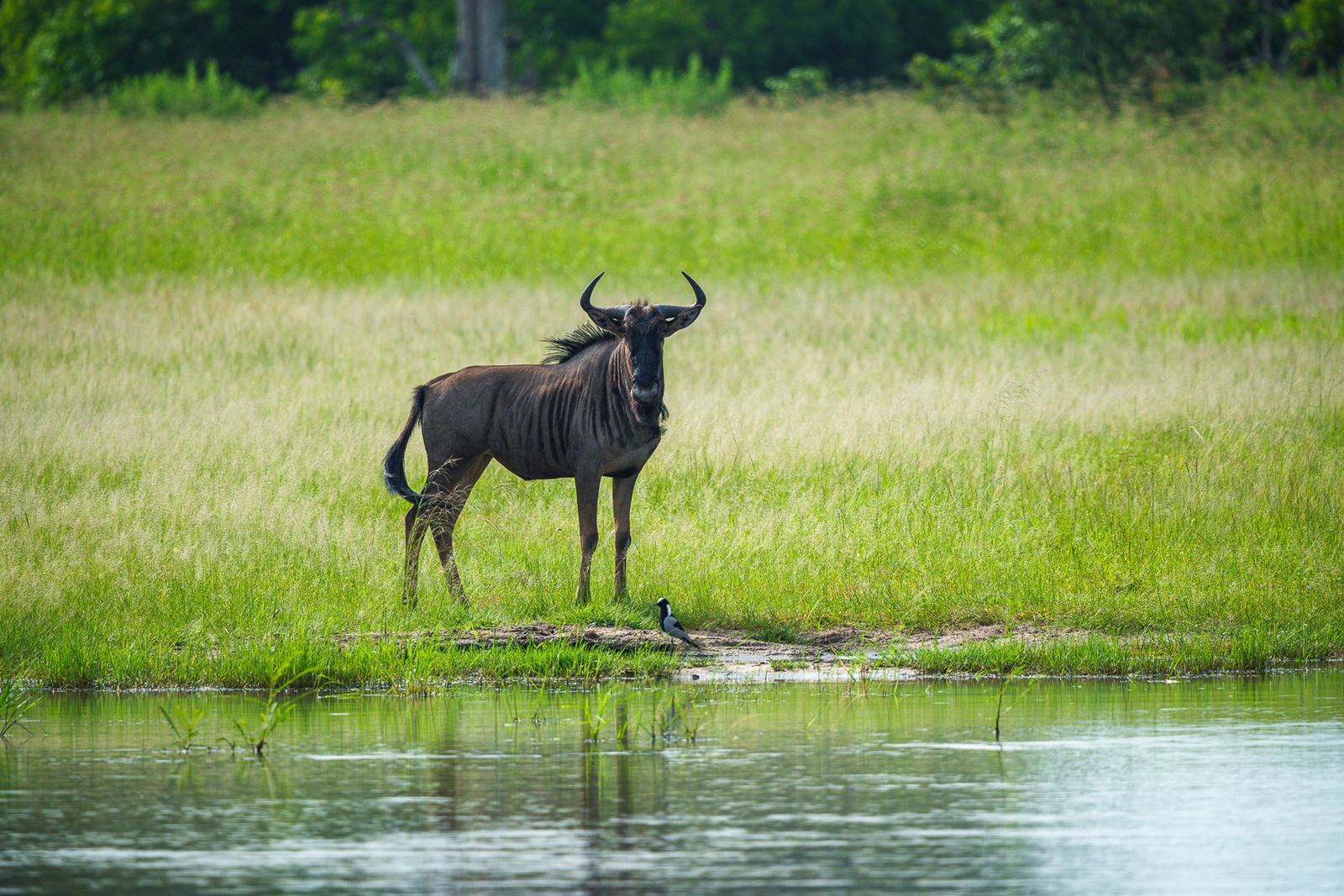 Karangoma en Delta Okavango