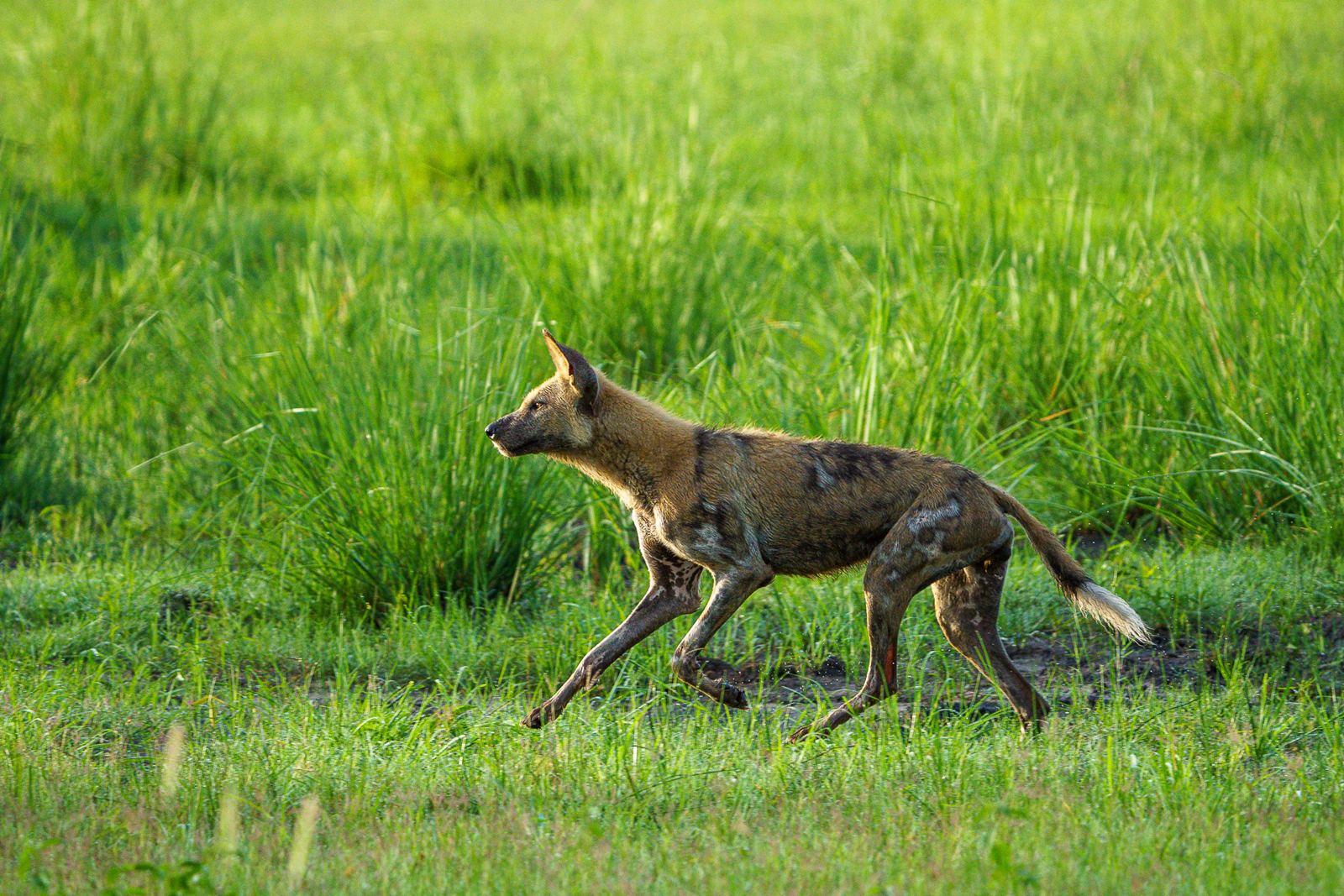 Karangoma en Delta Okavango