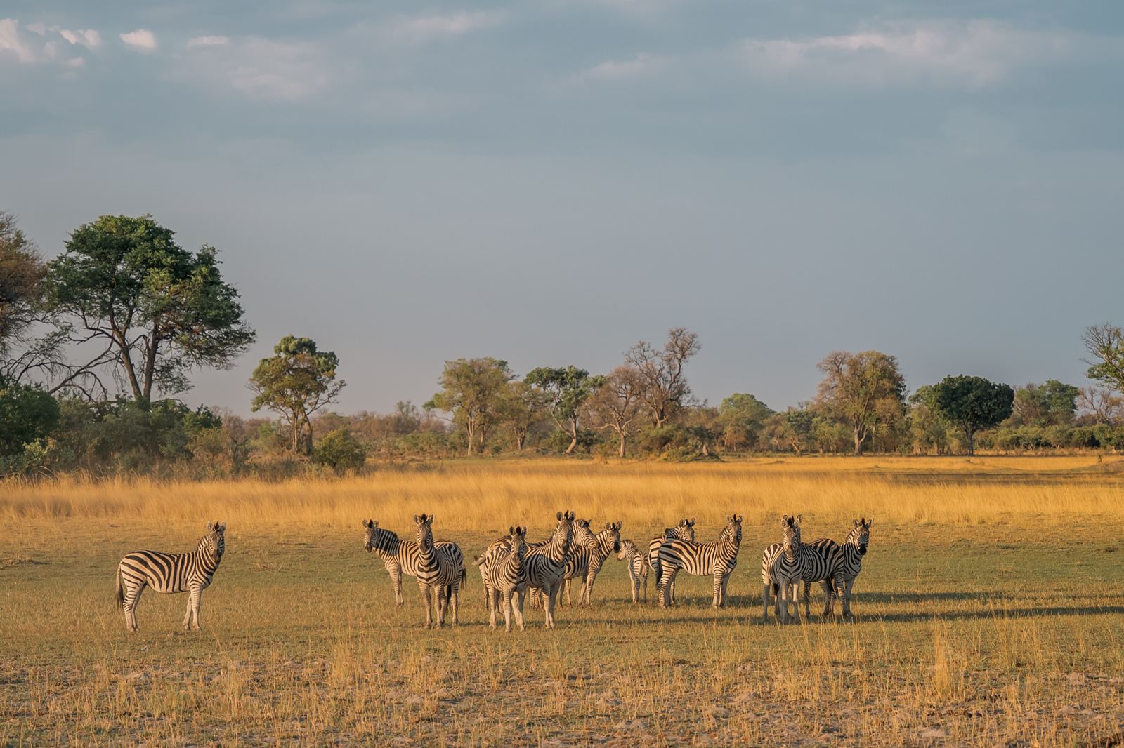Karangoma en Delta Okavango