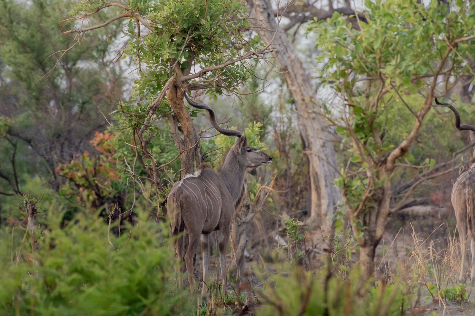 Karangoma en Delta Okavango