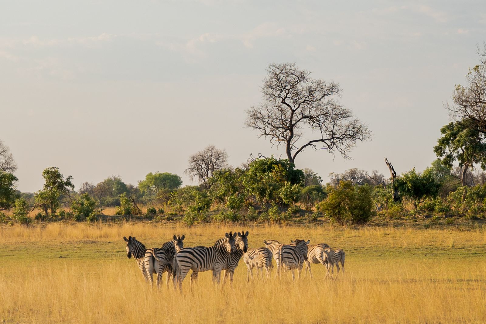 Karangoma en Delta Okavango