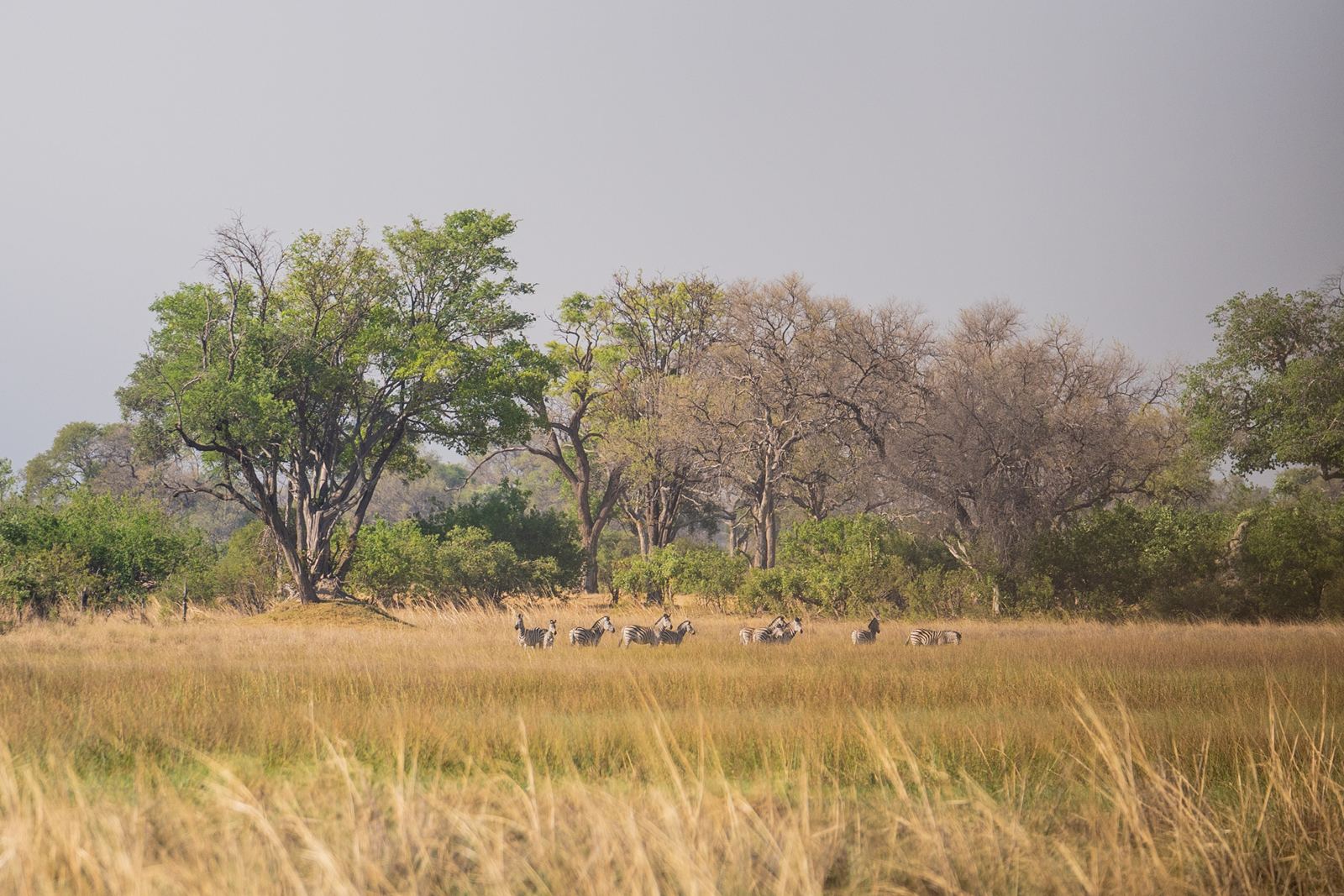 Karangoma en Delta Okavango