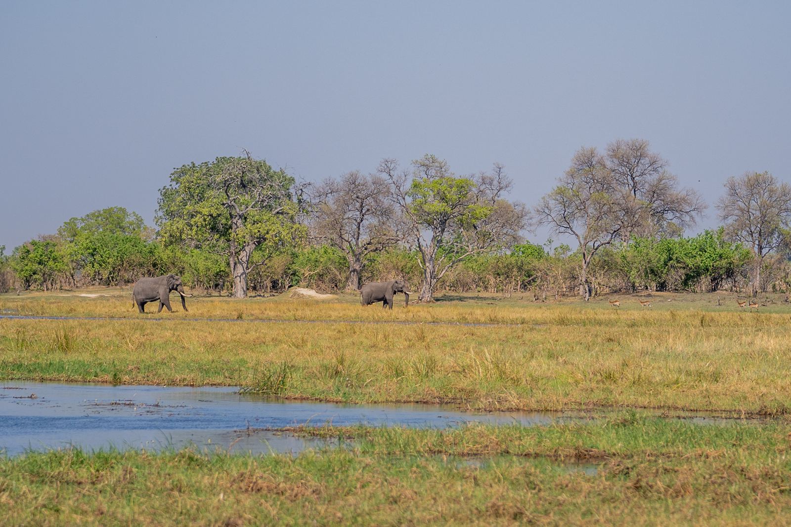 Karangoma en Delta Okavango