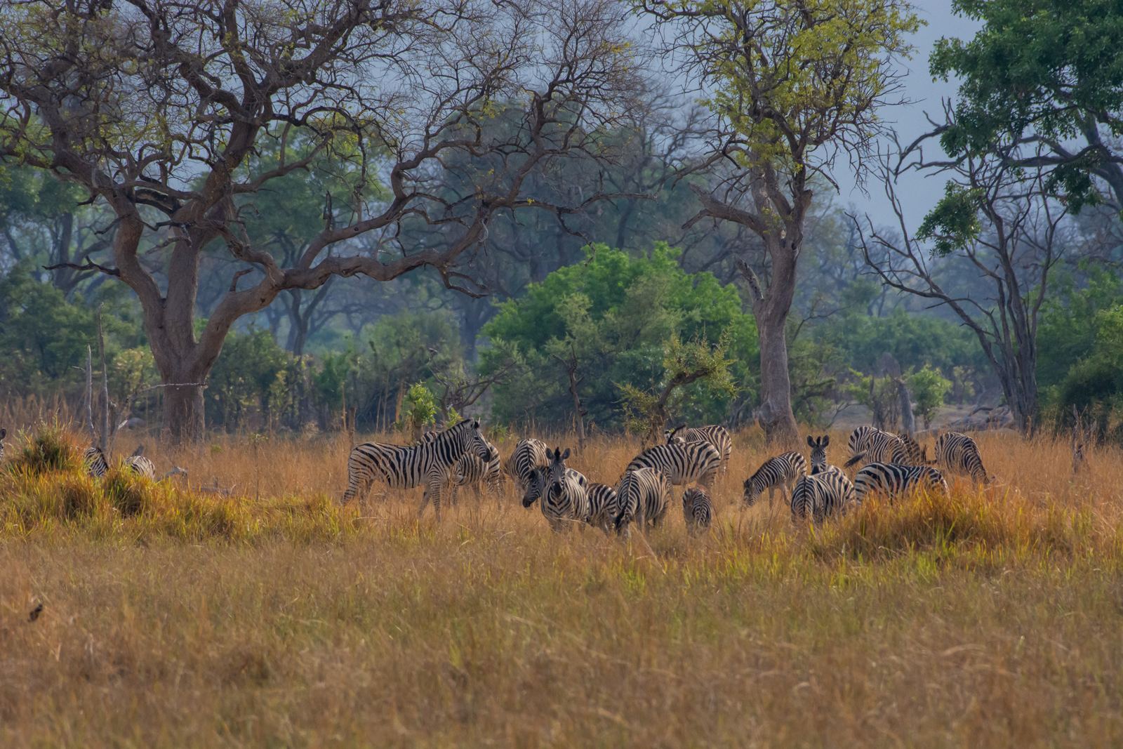 Karangoma en Delta Okavango