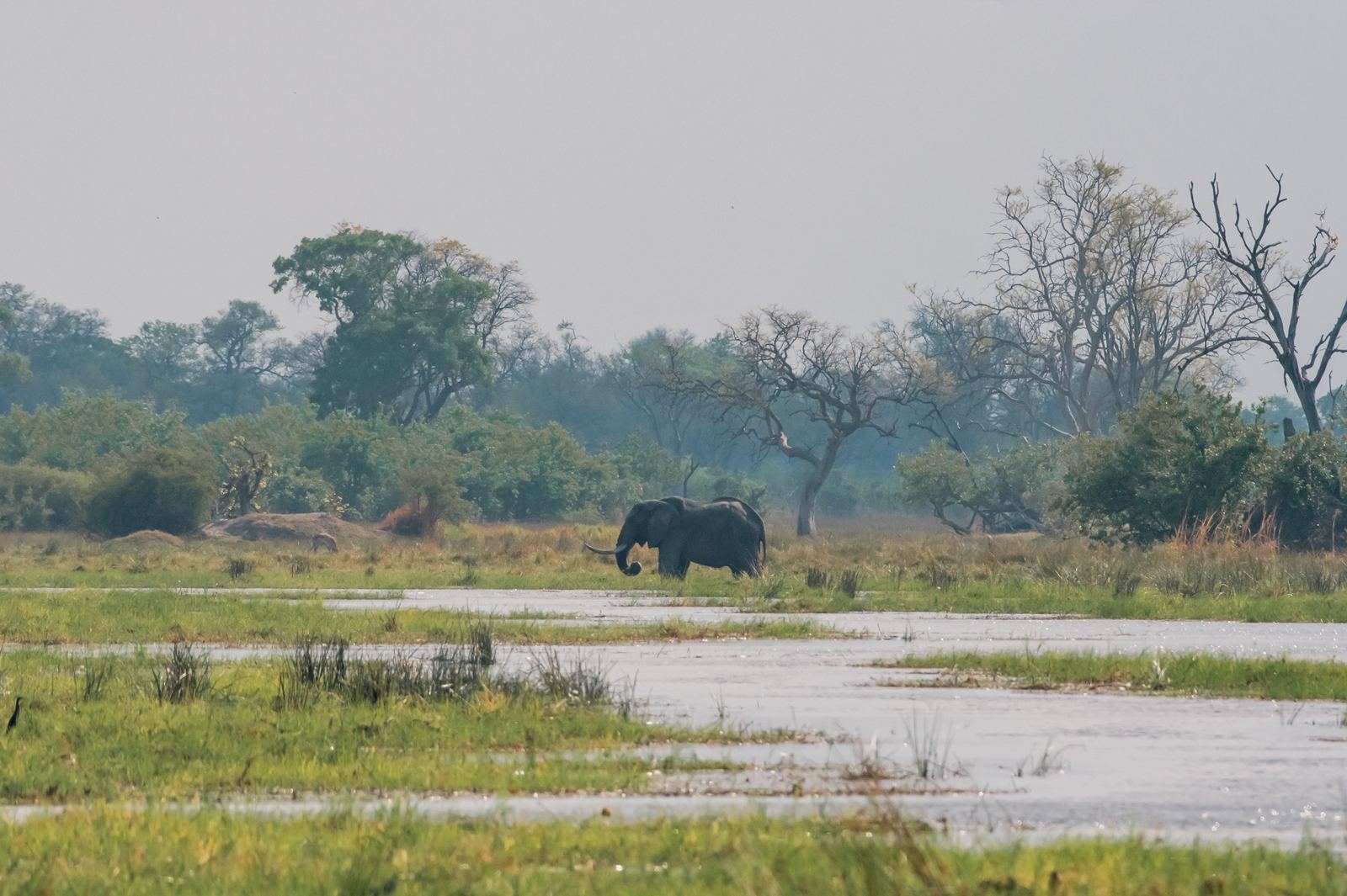Karangoma en Delta Okavango