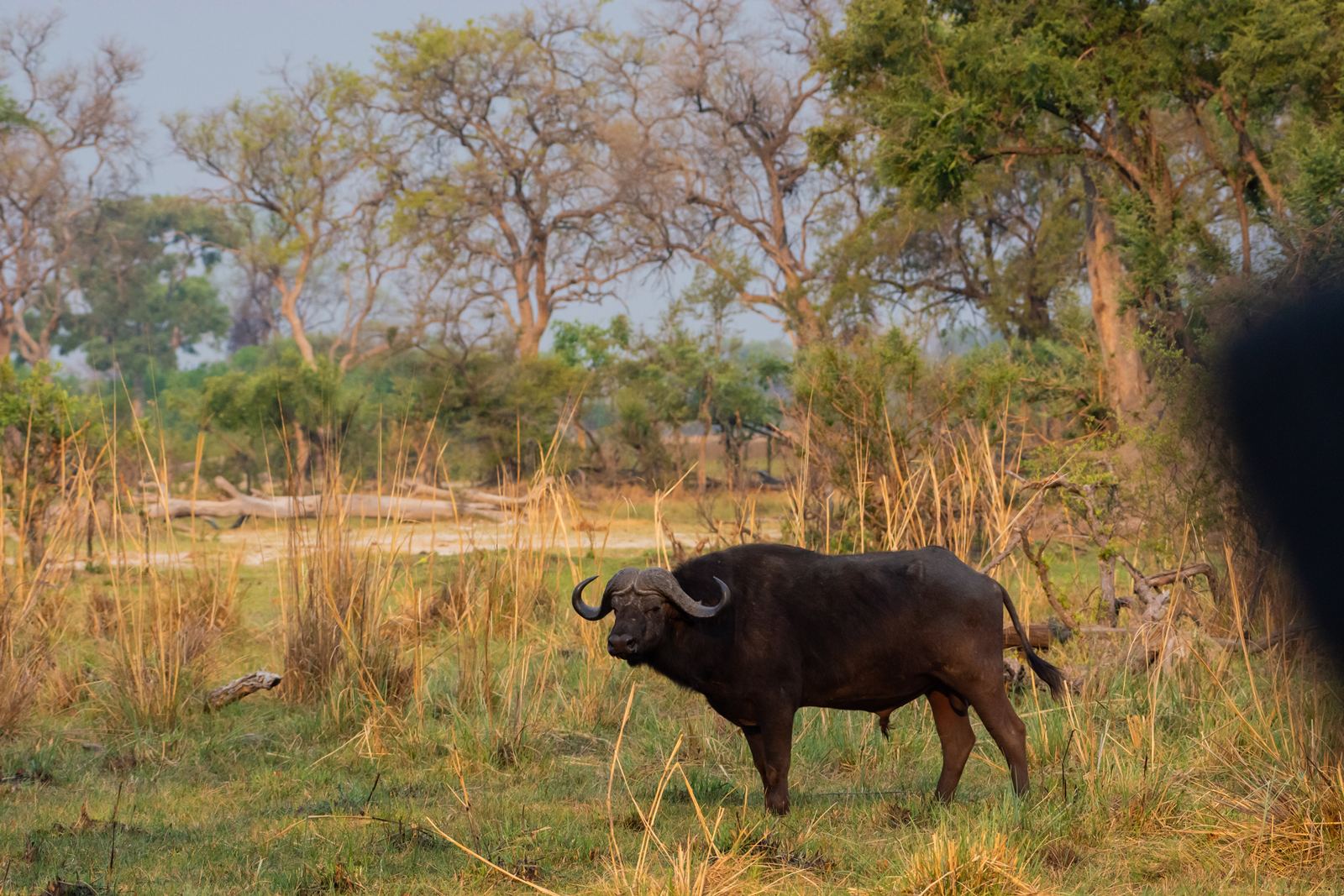 Karangoma en Delta Okavango