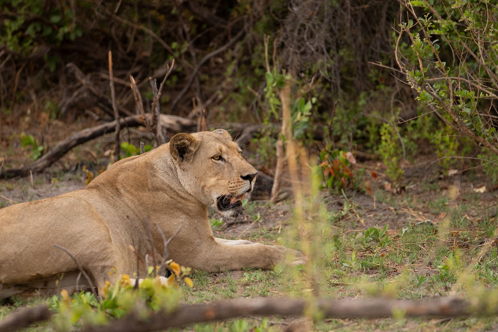 Karangoma en Delta Okavango