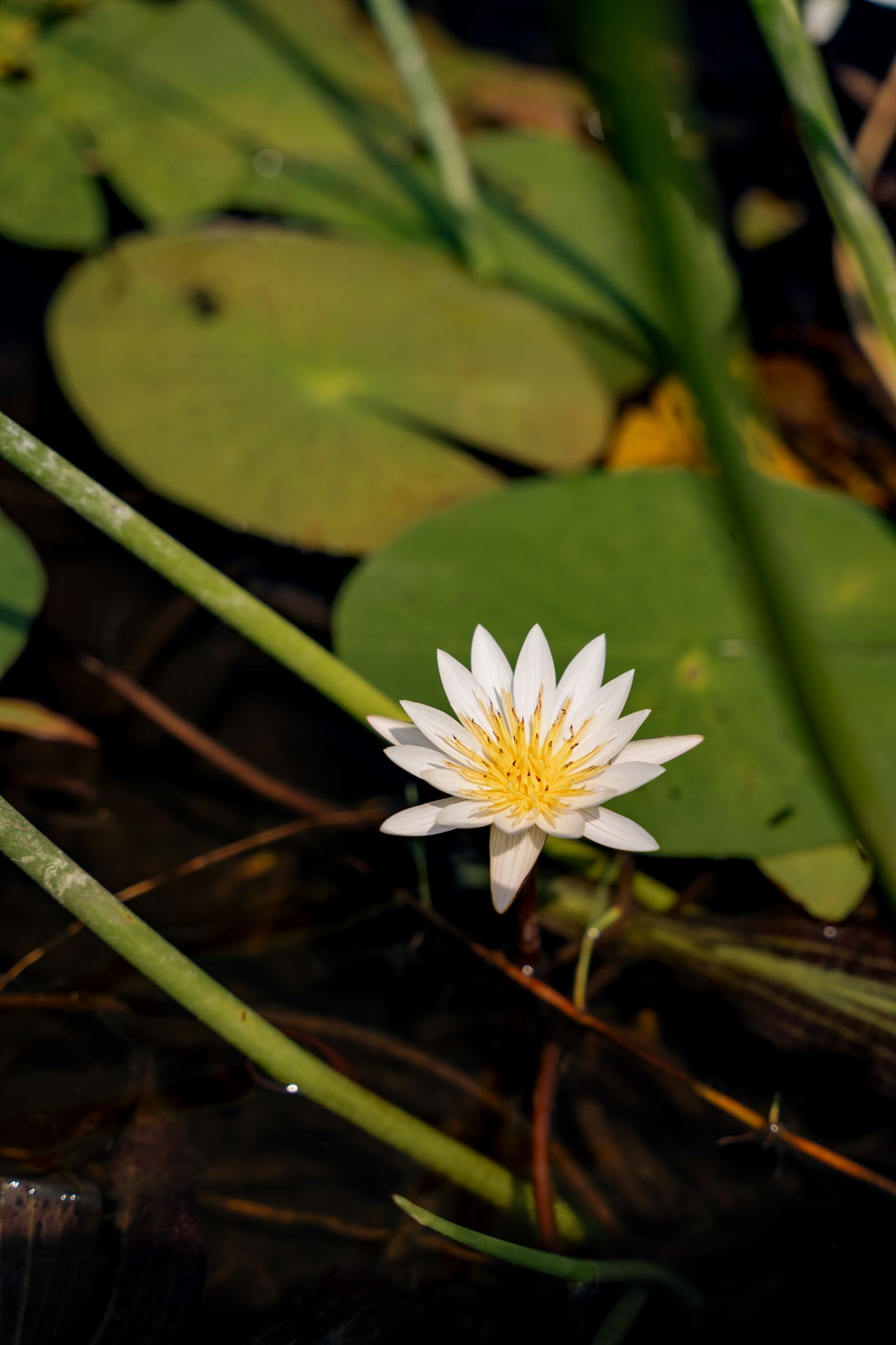 Karangoma en Delta Okavango