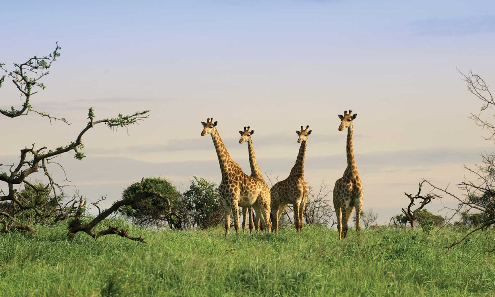 Extensión safari pareja no luna de miel en Sudáfrica diseñado por LAT.40