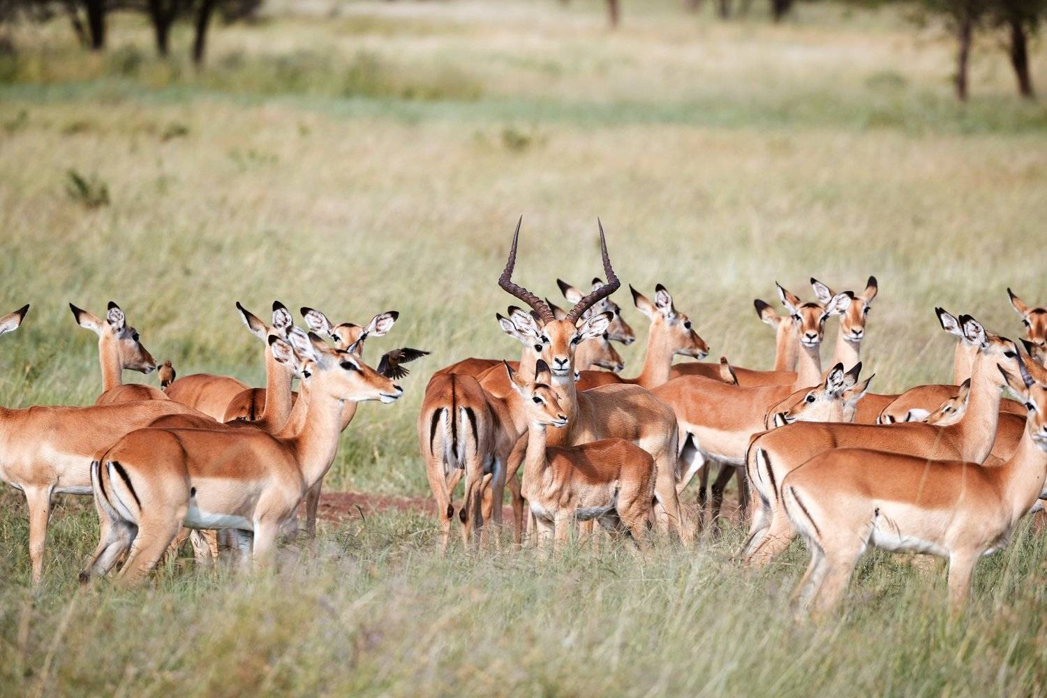 LABA Grumeti Art Lodge en Serengeti