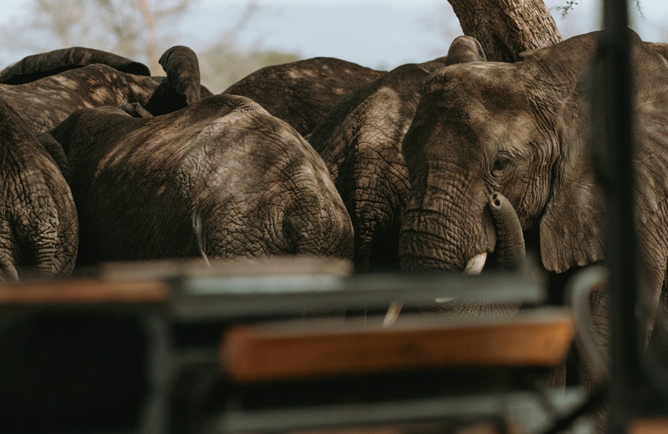 Out of Africa by LABA Explorer en Serengeti