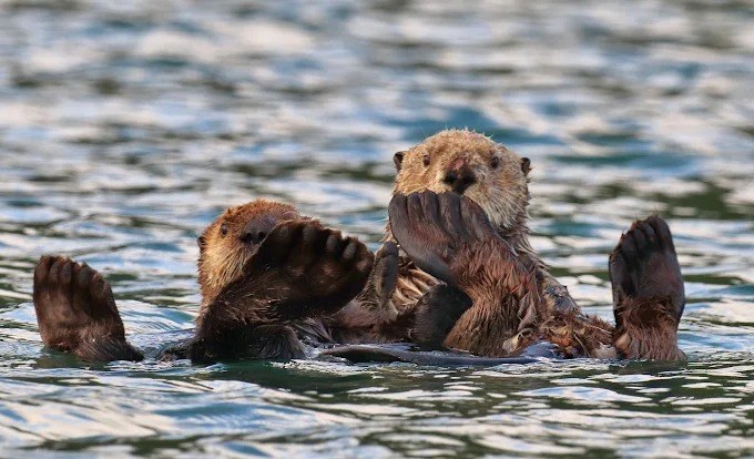 Stillpoint Lodge en Alaska