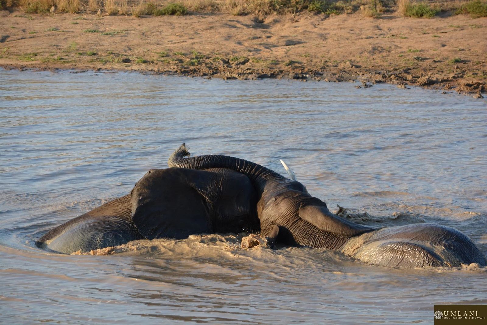 Umlani Bushcamp en Kruger National Park