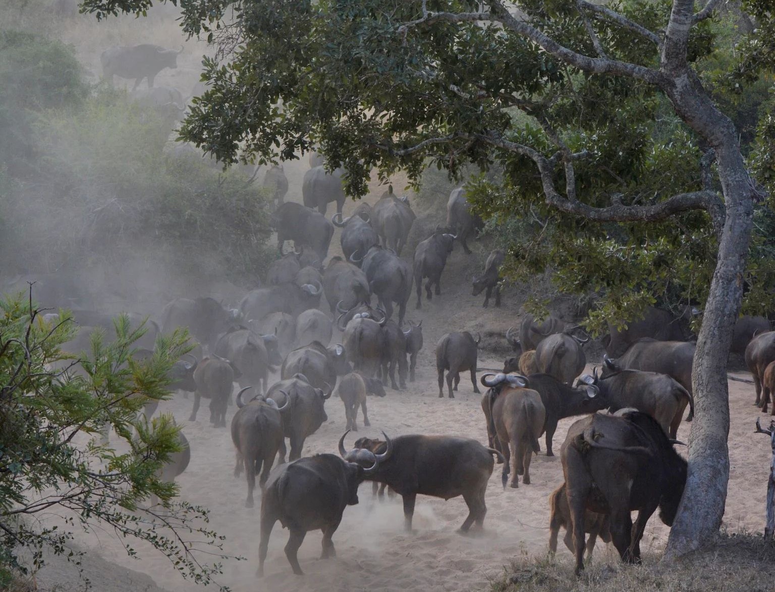 Umlani Bushcamp en Kruger National Park