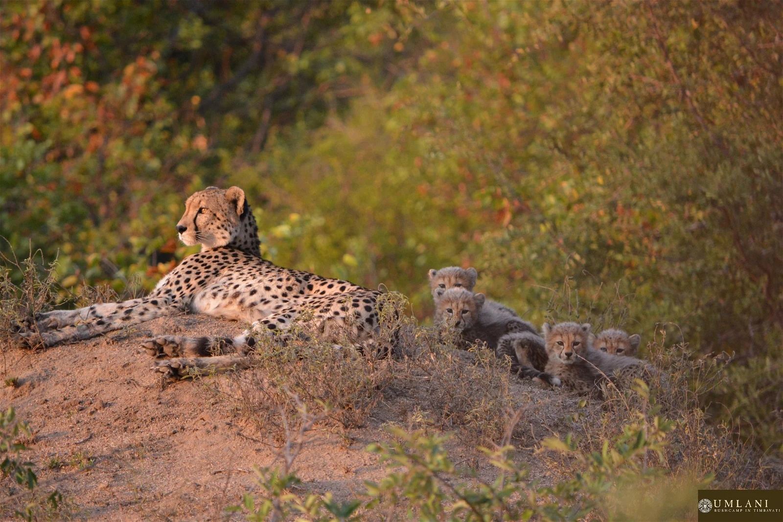 Umlani Bushcamp en Kruger National Park