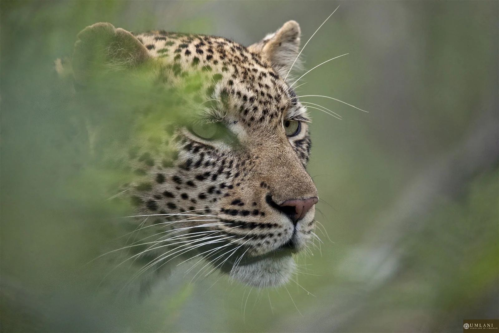 Umlani Bushcamp en Kruger National Park