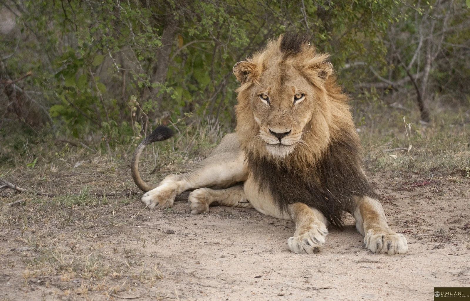 Umlani Bushcamp en Kruger National Park