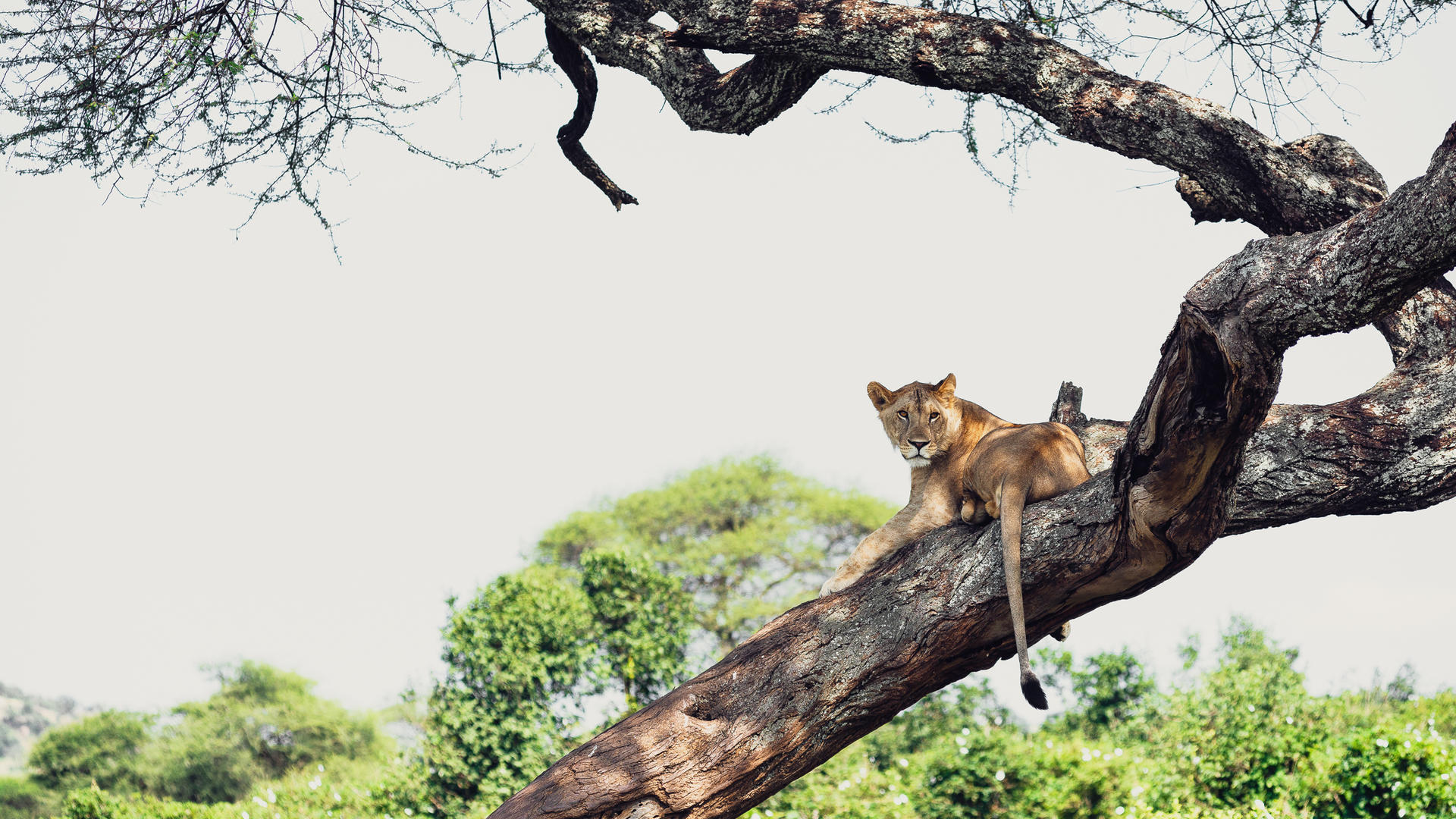 A&K Sanctuary Swala en Tarangire